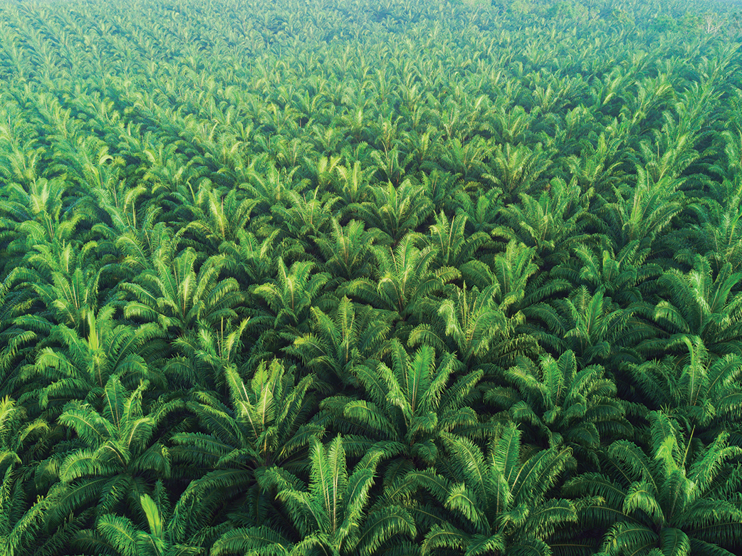 Tecnosilix Enmienda Agrícola Grupo Enlasa Saco de Tecnosilix, enmienda agrícola de Grupo Enlasa, sobre un cultivo de palma.