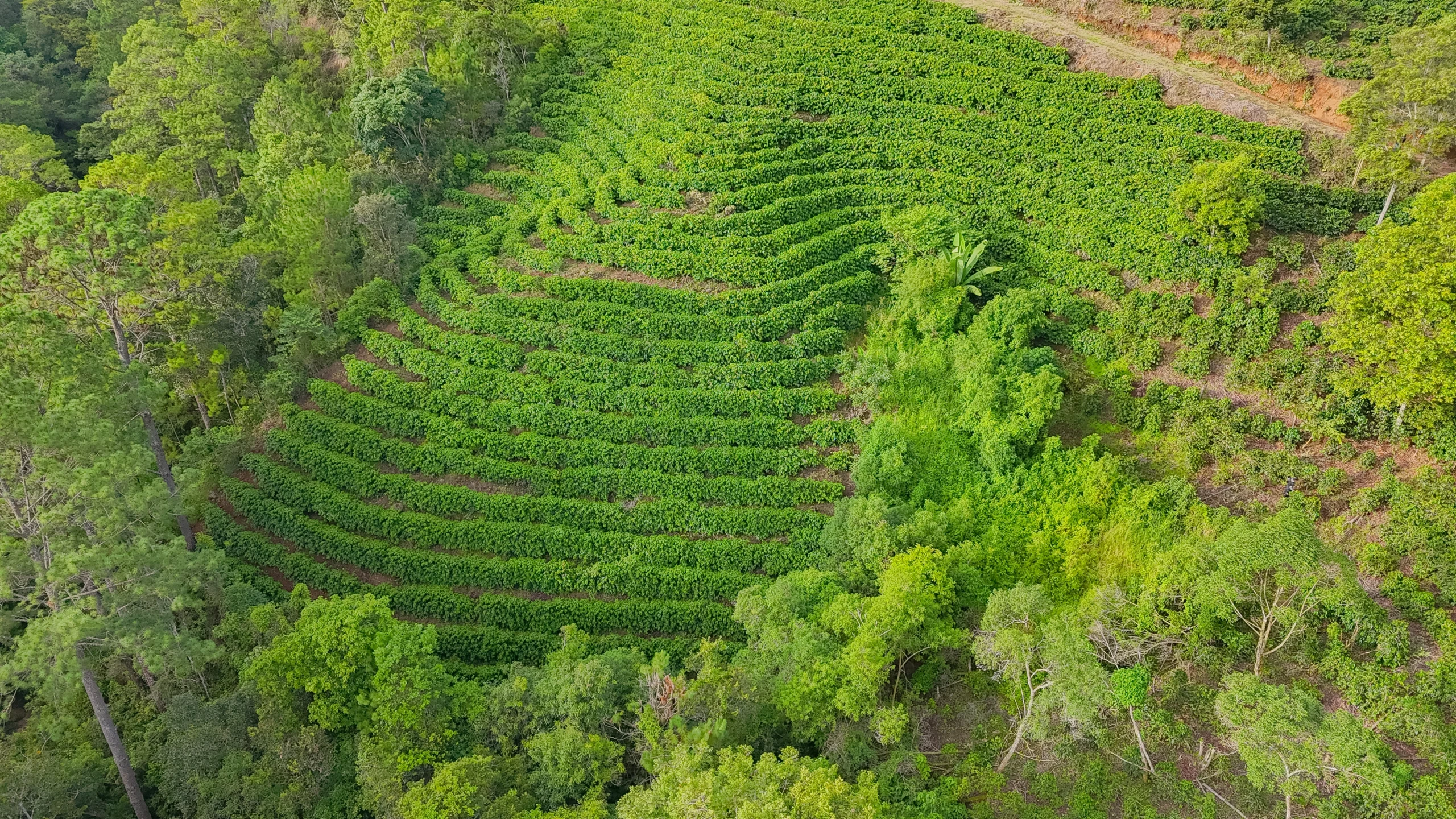 Fertilizantes Multisuelo Desarrollo y Multisuelo Cosechador Grupo Enlasa Fertilizantes Multisuelo Desarrollo y Multisuelo Cosechador para mejorar la nutrición y el rendimiento de los cultivos.