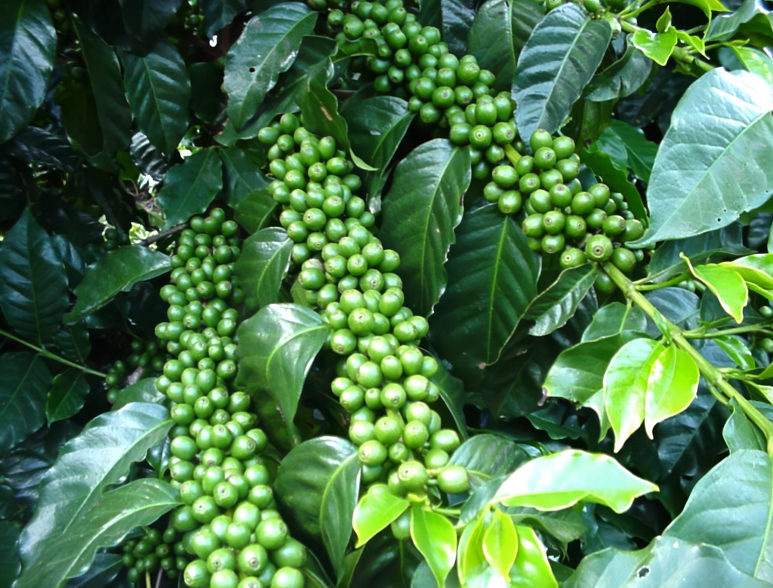 Fertilizantes Multisuelo Desarrollo y Multisuelo Cosechador Grupo Enlasa Fertilizantes Multisuelo Desarrollo y Multisuelo Cosechador para mejorar la nutrición y el rendimiento de los cultivos.
