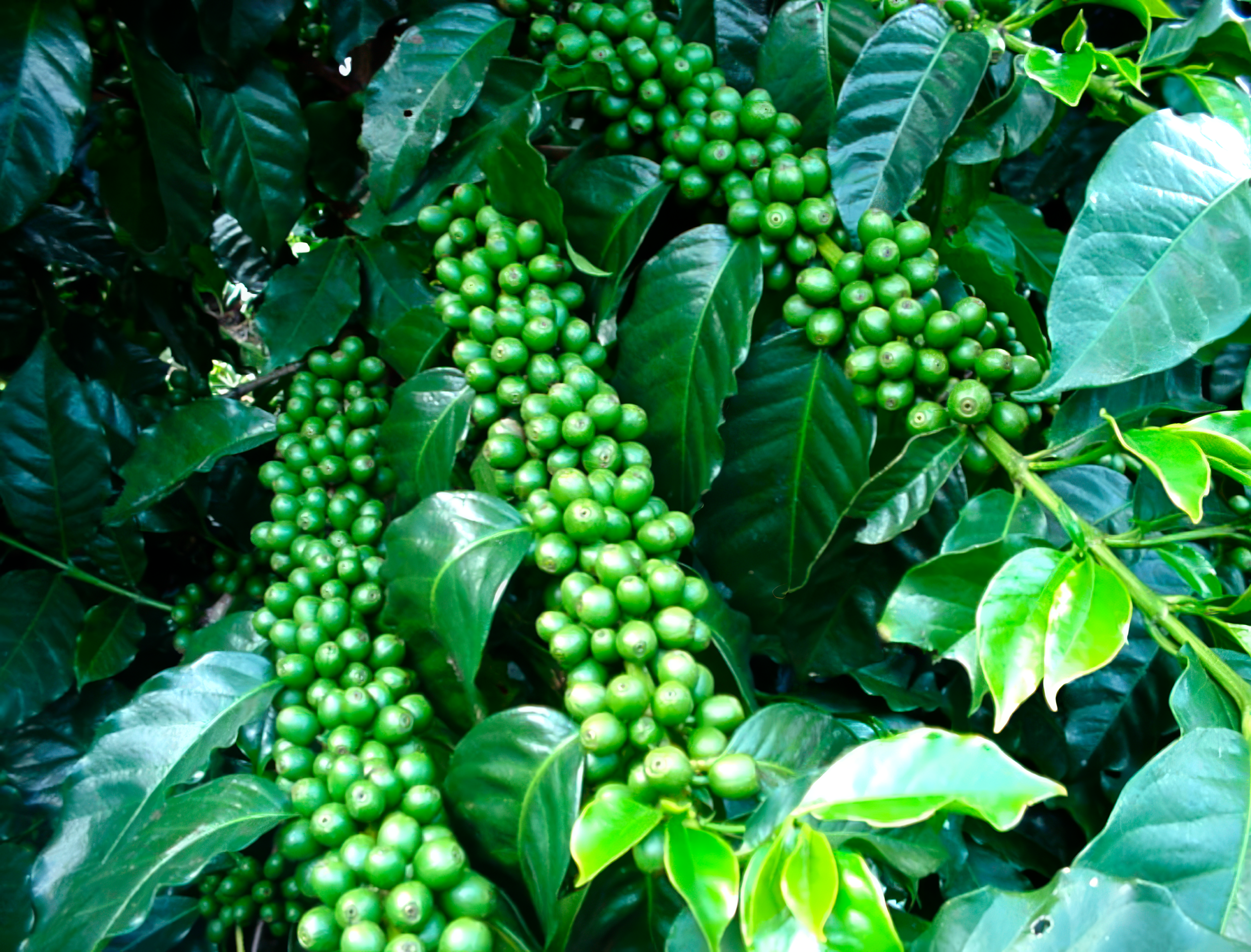 Fertilizantes Multisuelo Desarrollo y Multisuelo Cosechador Grupo Enlasa Fertilizantes Multisuelo Desarrollo y Multisuelo Cosechador para mejorar la nutrición y el rendimiento de los cultivos.