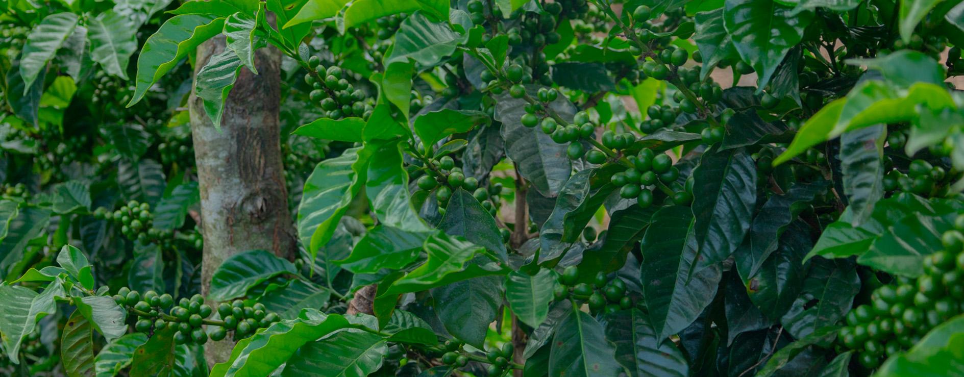 Fertilizantes Multisuelo Desarrollo y Multisuelo Cosechador para mejorar la nutrición y el rendimiento de los cultivos.
